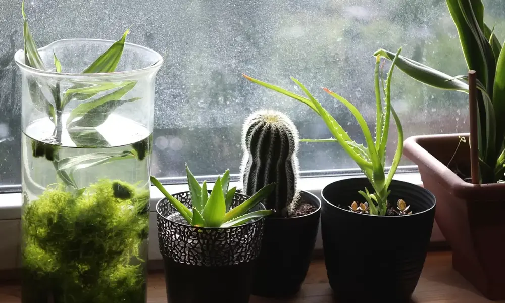 Peeacelily | How Indoor Plants Improve Mental Health What Are Plants and Mental Health Benefits?