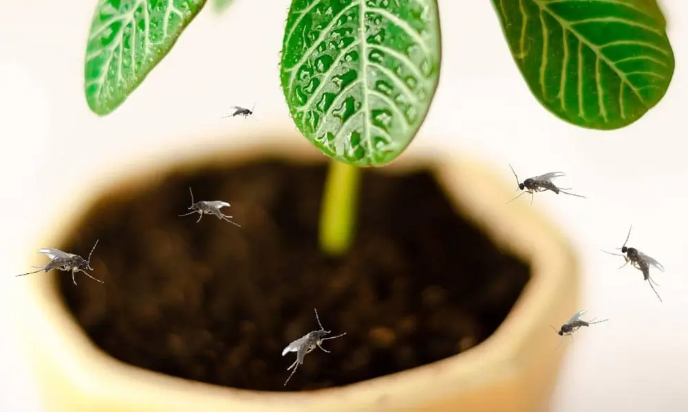 Peeacelily | Tiny Bugs Destroying Your Plants? Here’s the Exact Fix What Are These Small Bugs in Soil in Indoor Plants?
