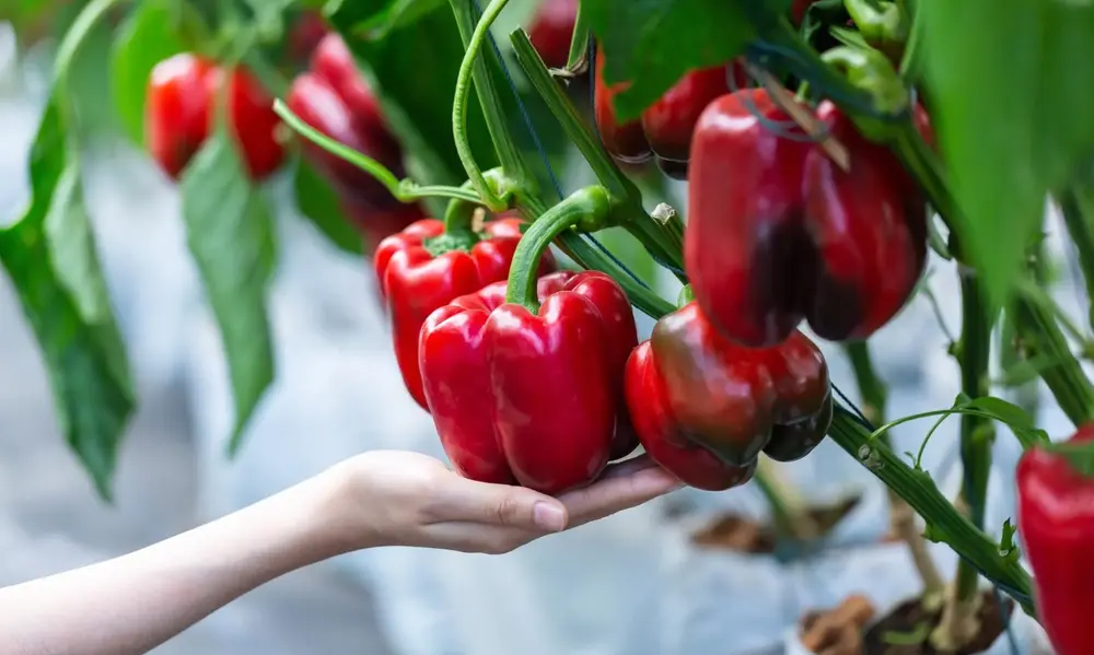 What are the advantages of Growing Bell Peppers in Pots?