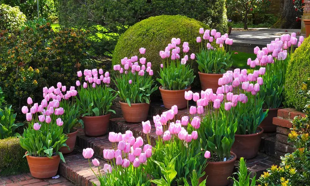 When to Plant Tulip Bulbs for Best Results