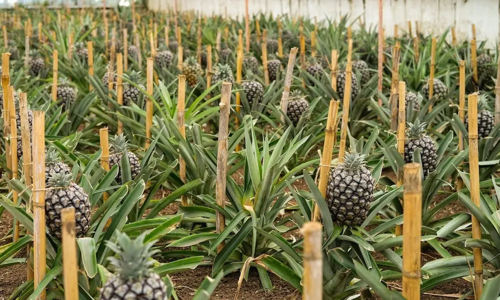 Why People Think Pineapples Grow on Trees