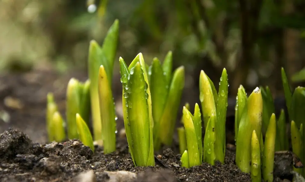 Why Planting Depth Makes or Breaks Tulip Growth