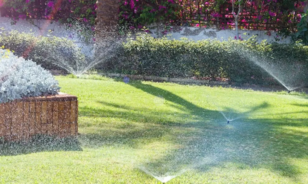 Peeacelily | How to Water Indoor Plants Without Overwatering Why Proper Watering Matters