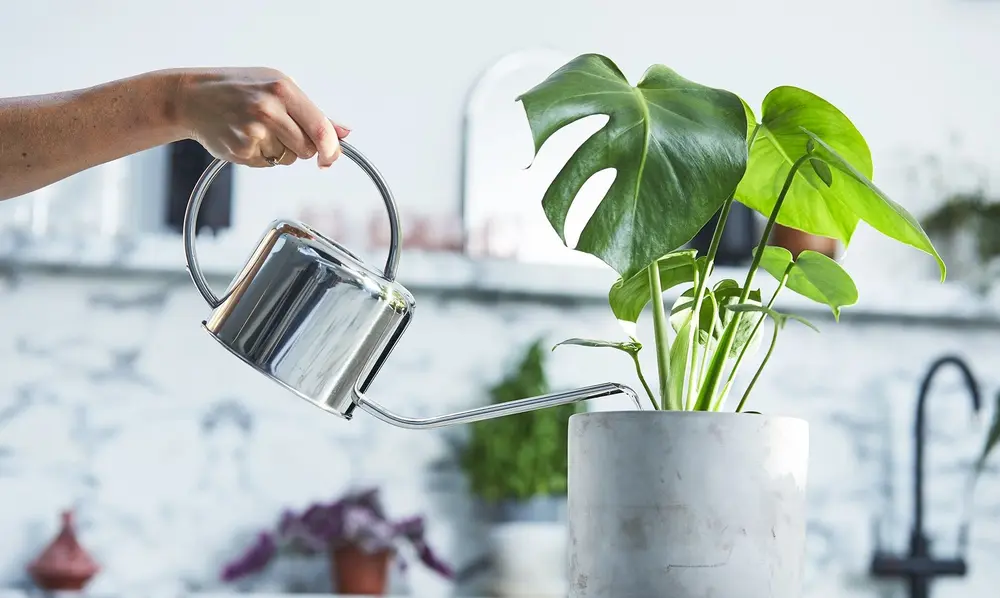 Why a Proper Plant Watering Schedule Matters