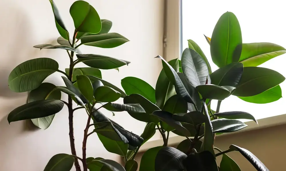 Understanding the Ficus Family