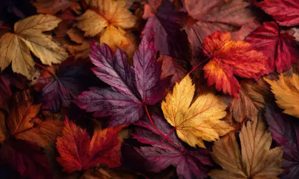 Peeacelily | Seasonal Blooms: What to Plant Each Season for a Year-Round Garden Autumn: The Final Burst of Gold and Rust