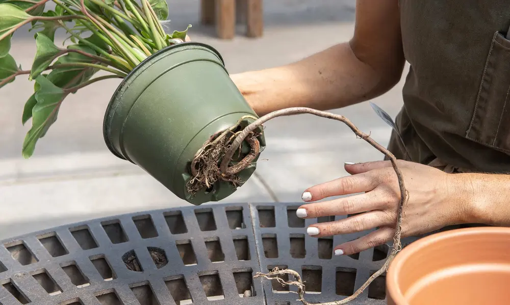 Best Practices for Repotting Success