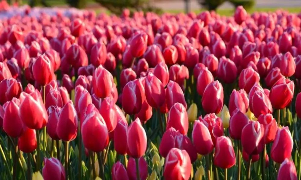 Caring for Tulips Through the Seasons