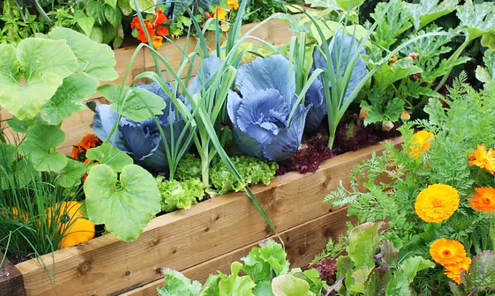 Peeacelily | The Power of Greenery: How Plants for Mental Health Transform Your Well-Being Botanical Guide: Finding Your Ideal Green Companion