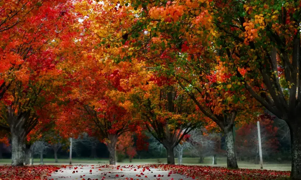 Peeacelily | The Ultimate Fall Planting Guide: Secrets to a Thriving Autumn Garden Why Autumn is the Perfect Time to Plant