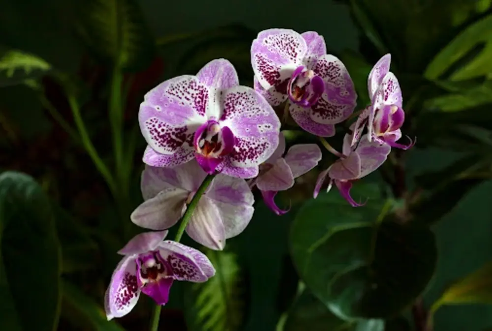 Humidity and Temperature: Creating a Tropical Microclimate