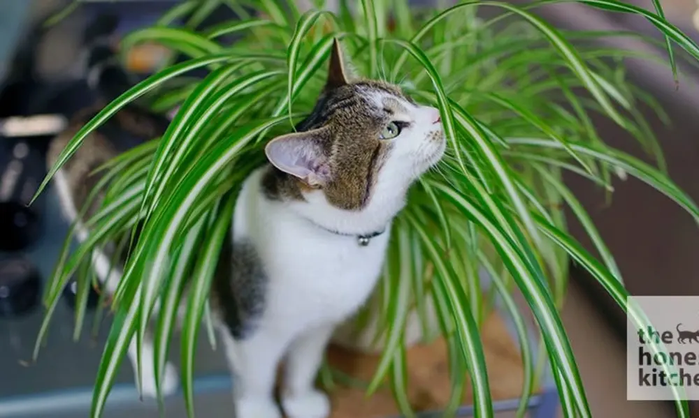 Importance of Plant Pet Safe Plants