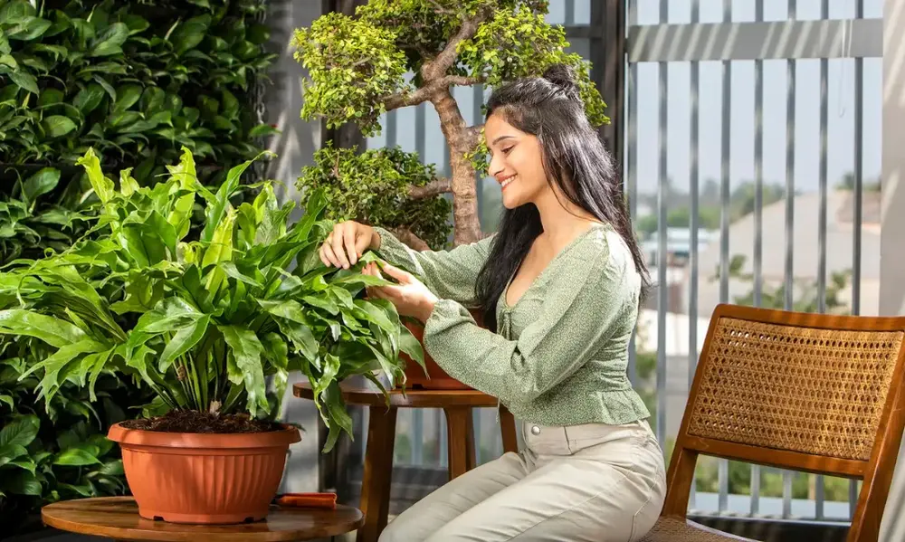 Managing Watering Logistics for High Displays