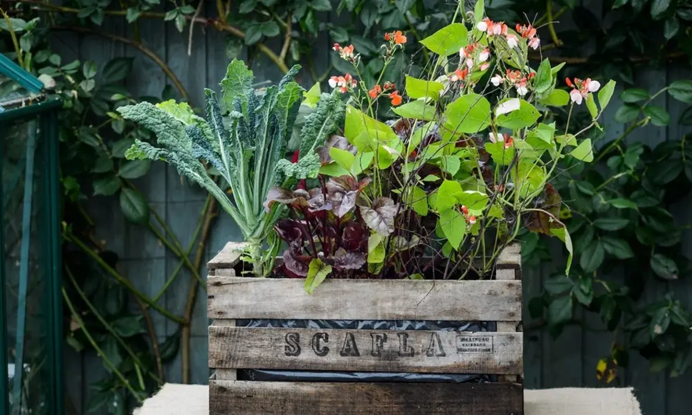 Mastering the Art of the Upcycled Planter