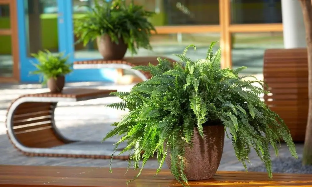 Nephrolepis exaltata (the Classic Boston Fern)