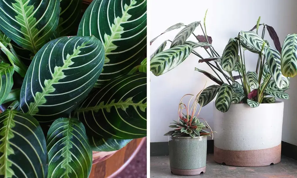 Non-Toxic Plant Pitfalls You Must Avoid