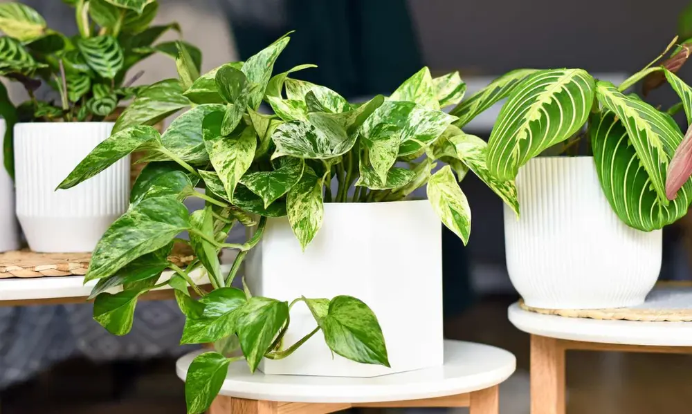 Pothos Varieties and Their Unique Needs