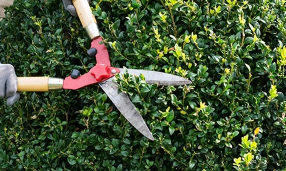 Pruning and Shaping for Success