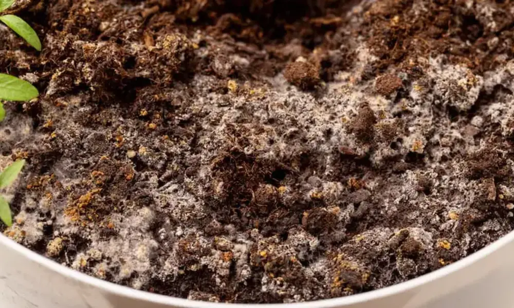 Signs Your Current Soil Mix is Failing