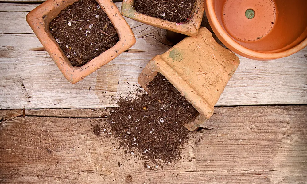 Sterilizing and Reusing Old Soil