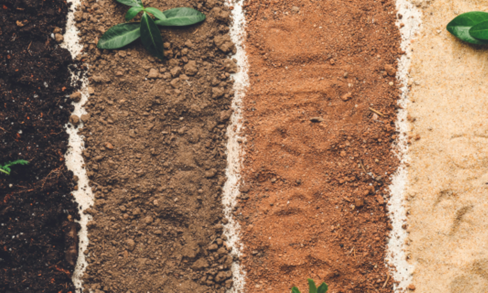 Tailoring Soil to Your Plant Type