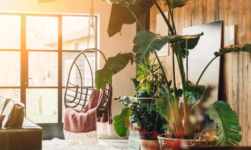 The Core Principles of Houseplant Interior Design