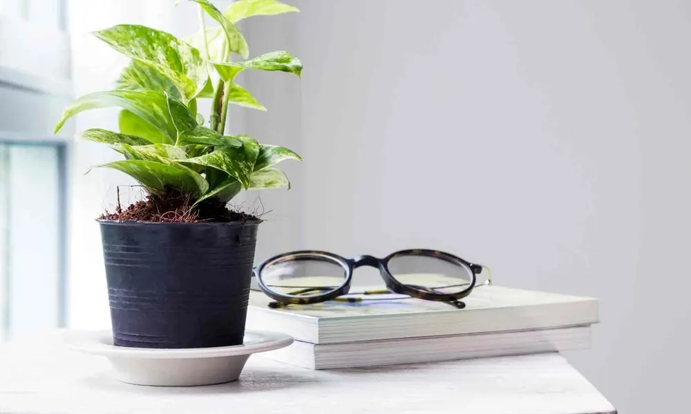 The Golden Rules of Pothos Care