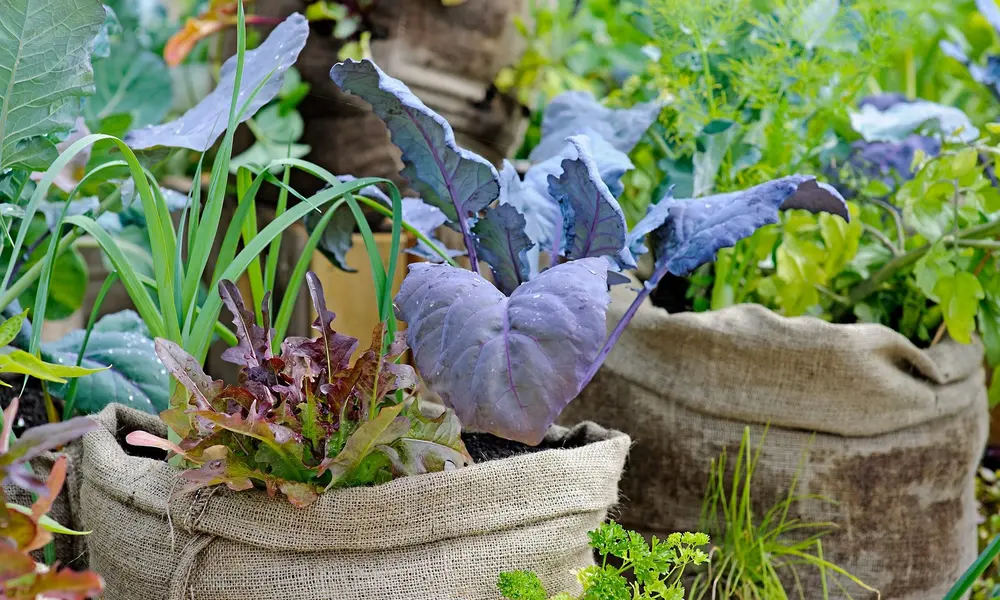 The Hidden Benefits of Upcycling in the Garden