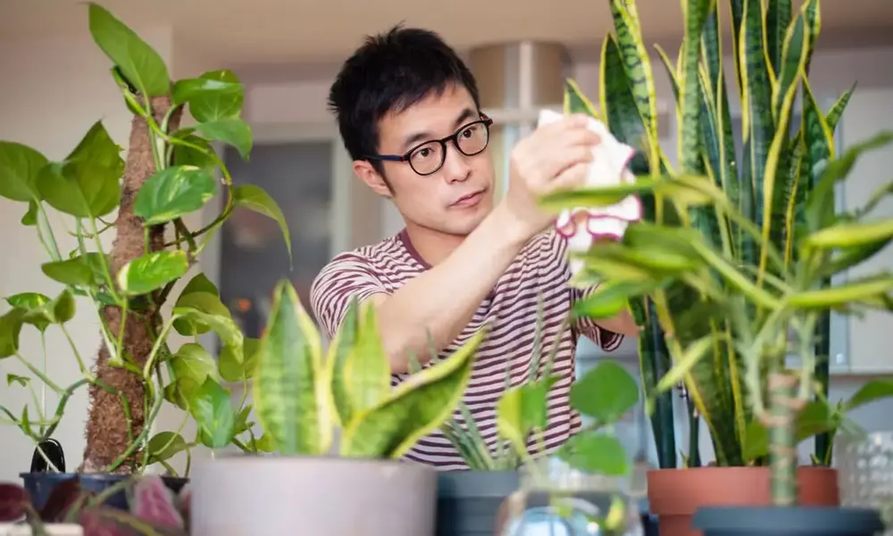Peeacelily | The Power of Greenery: How Plants for Mental Health Transform Your Well-Being The Neurological Science Behind Indoor Greenery