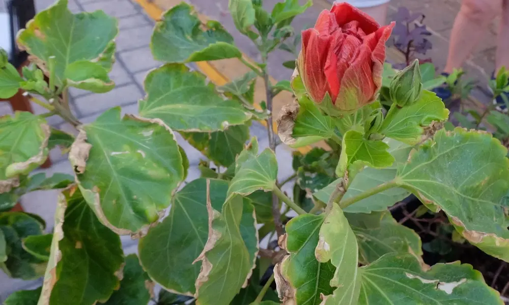 The Number One Enemy: Watering Problems