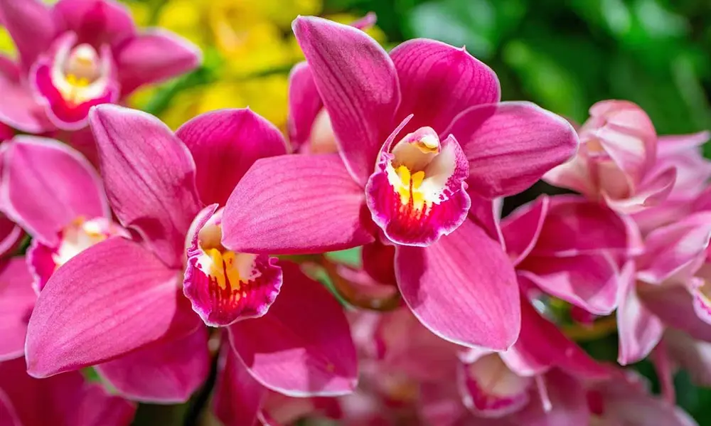 Troubleshooting Common Orchid Issues