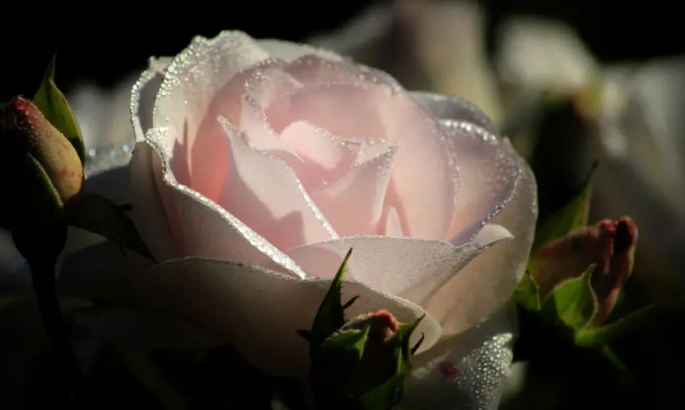Understanding Rose Anatomy for Better Growth