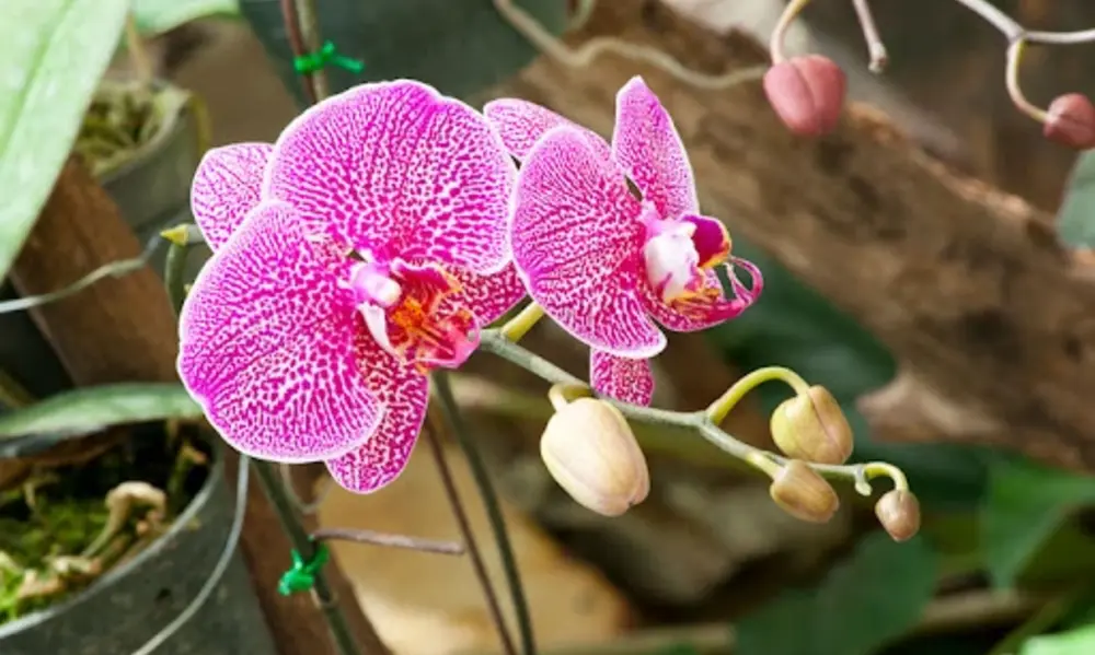 Understanding the Nature of Your Orchid