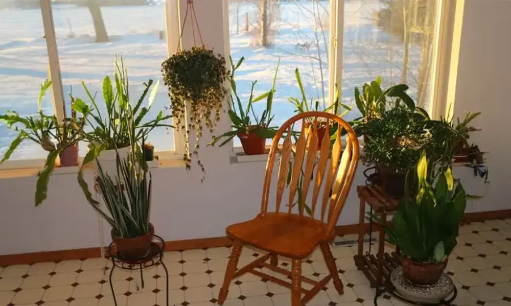 Why Flowering Plants Indoor Change Your Home Environment