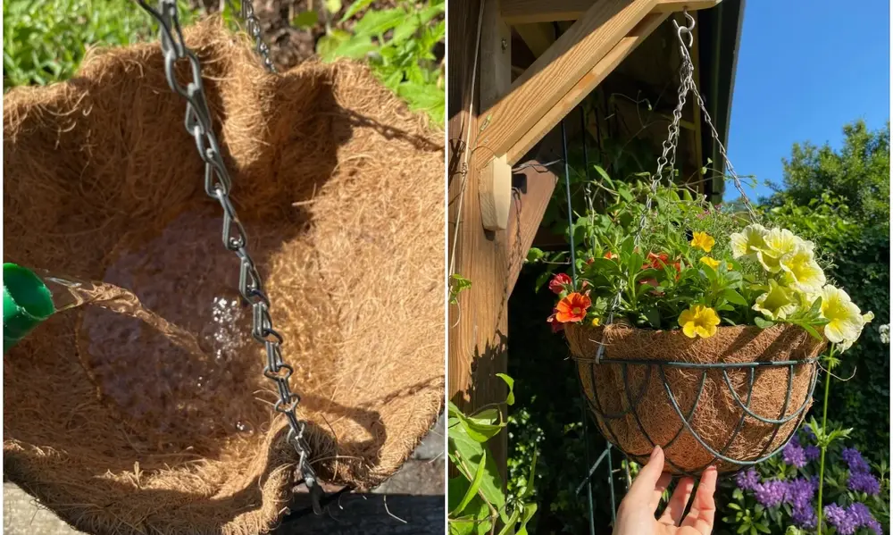 Why Hanging Plants are the Secret Sauce