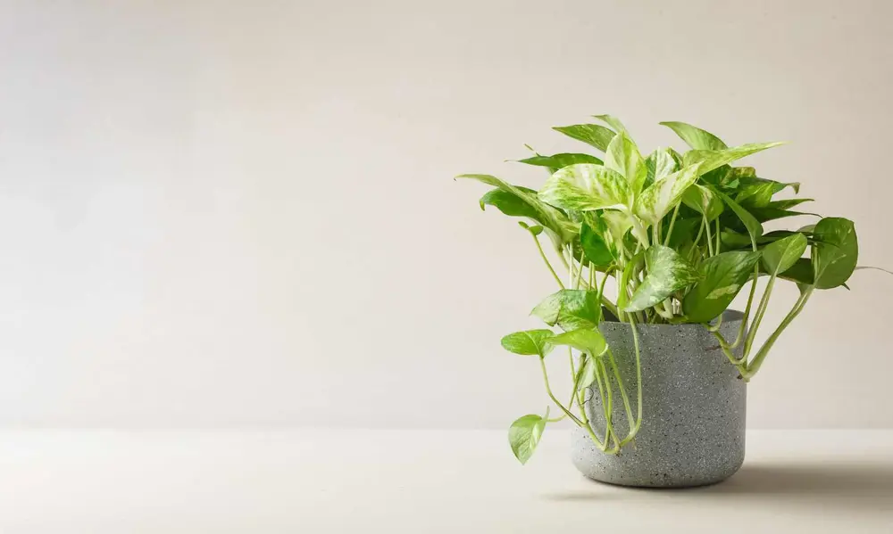 Why Pothos are the Best Low Light Houseplants