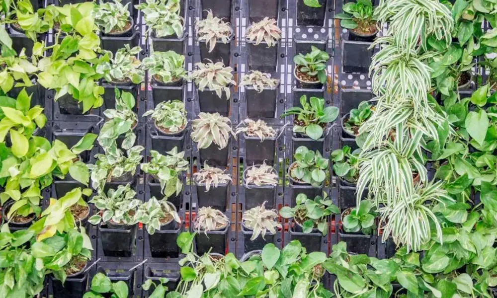 Why Vertical Gardens are the Future of Home Decor