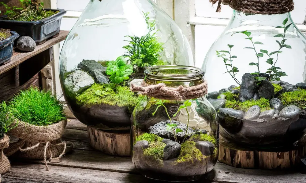 Why a DIY Terrarium is the Perfect Home Project