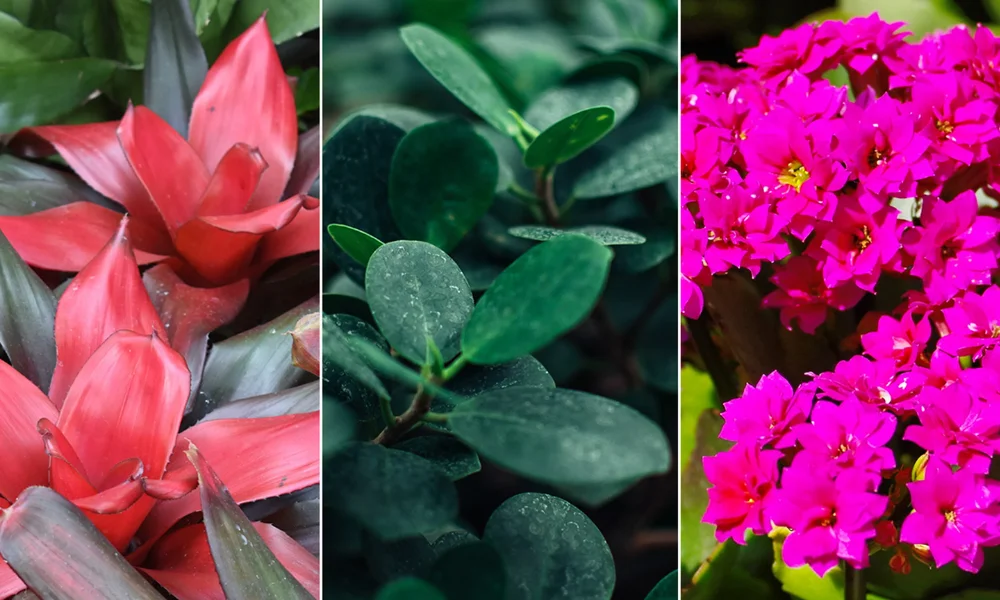 The 12 Best Winter Flowering Plants for Indoor Color