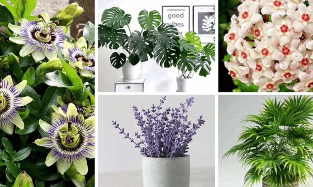 Peeacelily | Flowers for Better Sleep: 9 Calming Bedroom Blooms That Help You Rest The 9 Best Flowers for Better Sleep