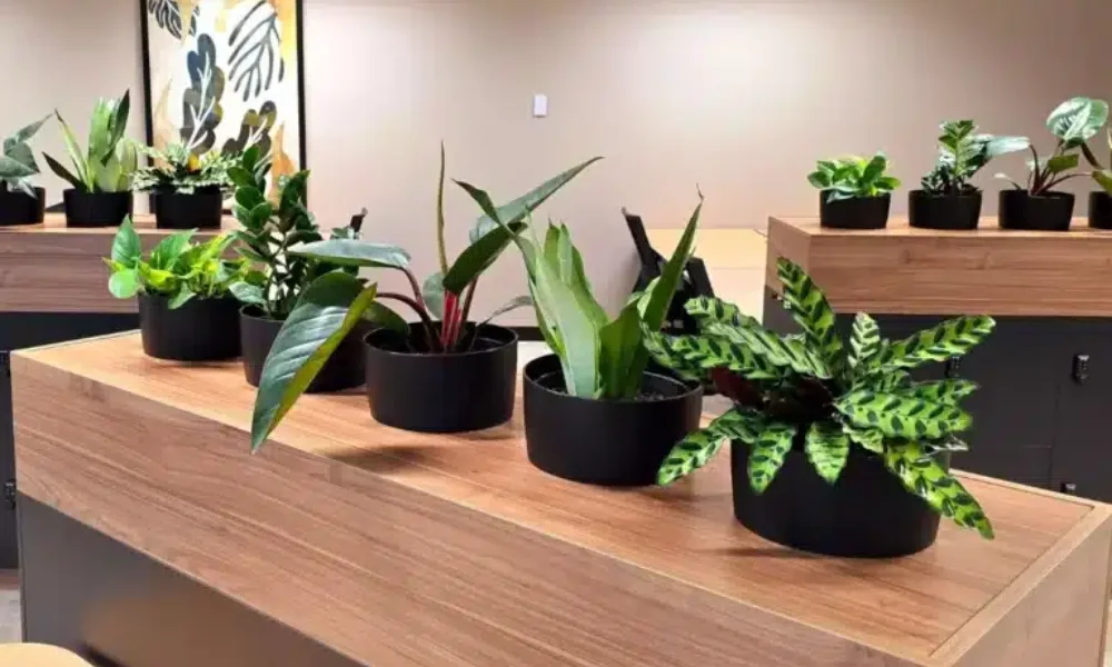 Peeacelily | Office Plants 2026: Low Maintenance Picks for Better Mood and Productivity The Science-Backed Benefits of Office Plants