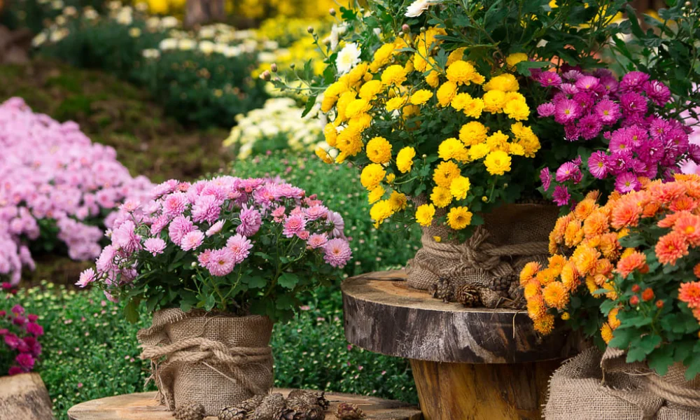 Peeacelily | Flowers for Anxiety: Calming Blooms That Help You Feel Better 12 Best Flowers for Anxiety and Stress Relief