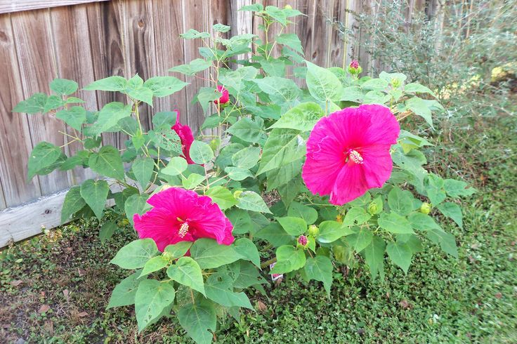Vibrant pink hibiscus flowers blooming on a leafy plant in a garden.