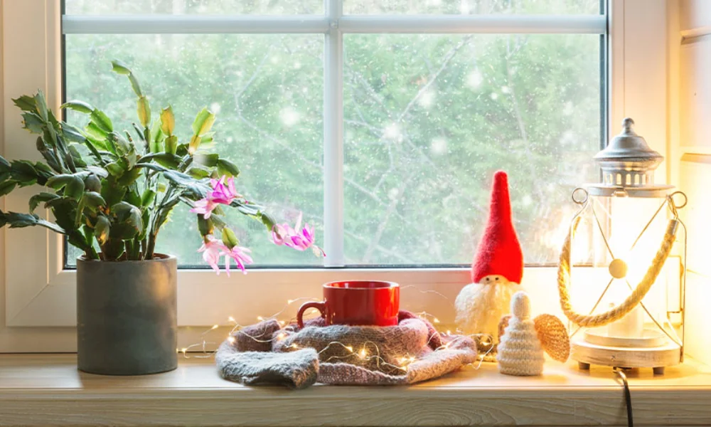 Christmas Cactus Holiday Plant Care