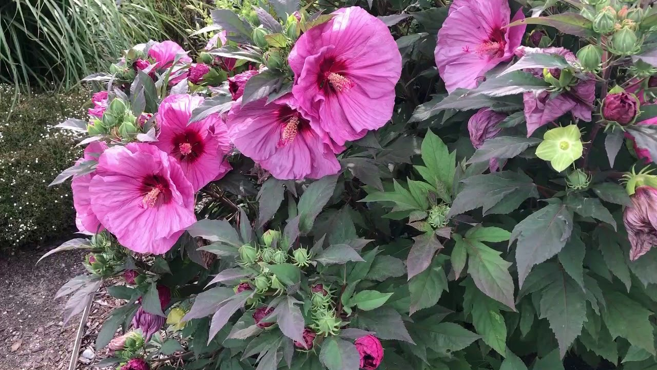 Lush shrub with bright pink hibiscus flowers and dark purple foliage.