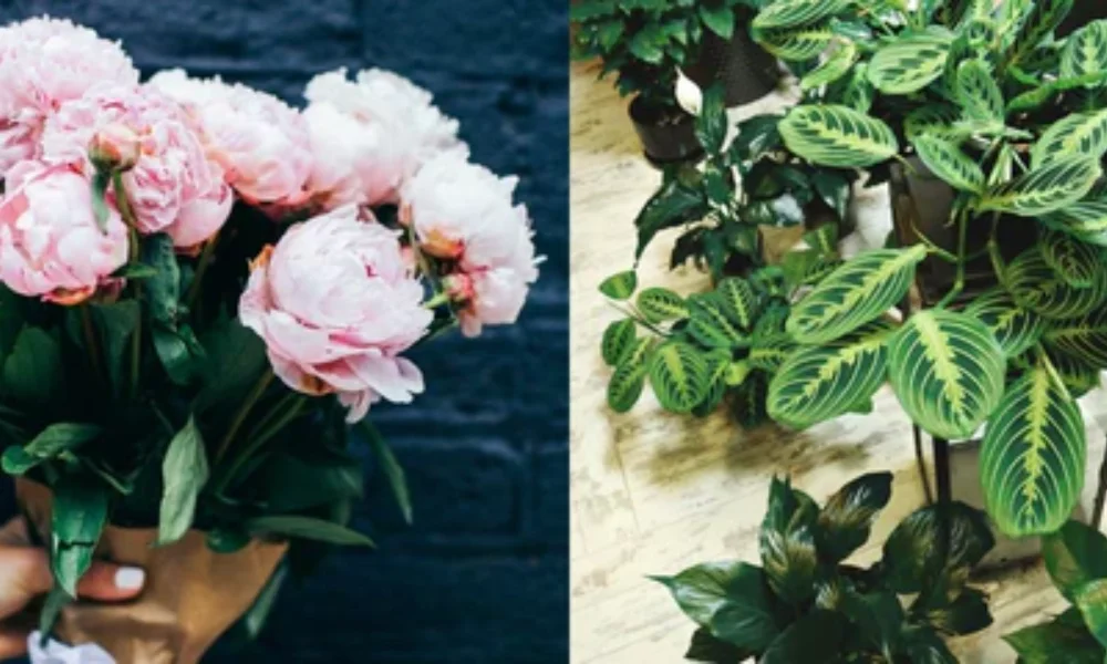 Fresh Cut Flowers vs Flowering Houseplants