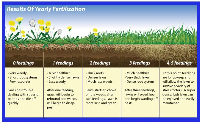 Infographic showing lawn health improvements based on yearly fertilizer feedings.