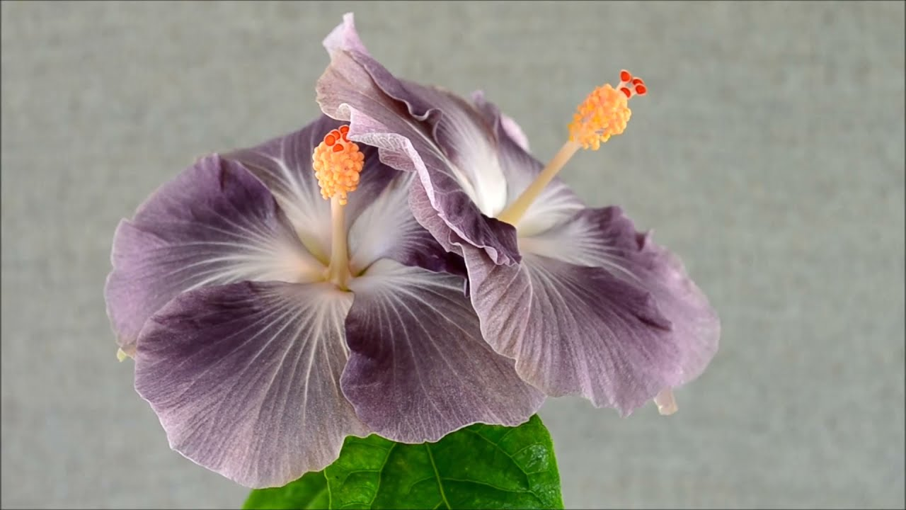 Close-up of two unique lavender and grey-toned hibiscus flowers.