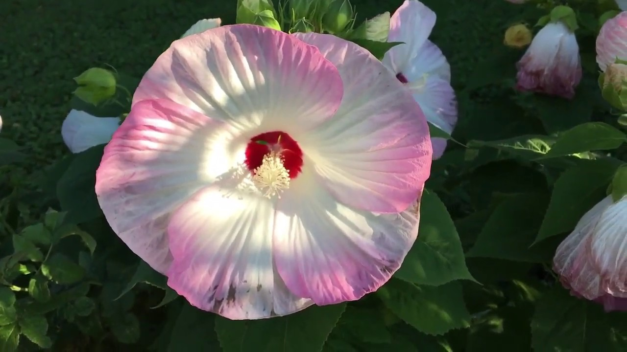Large white and pink hibiscus flower with a dark red center.