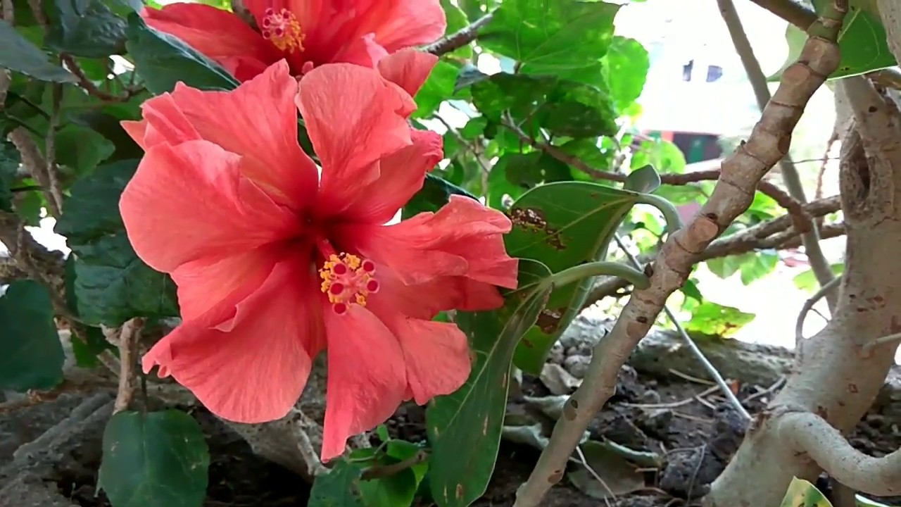 Large, vibrant coral-colored hibiscus flower on a woody garden shrub.